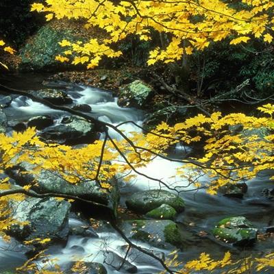 火狐体育APP体育